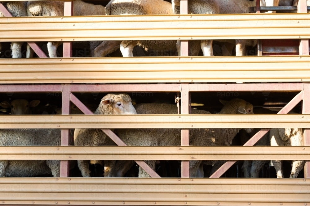 Image of sheep loaded on a truck heading to market - Austockphoto