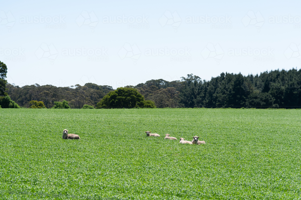 sheep lying down in a green field : Austockphoto sheep lying down in a green field - Australian Stock Image