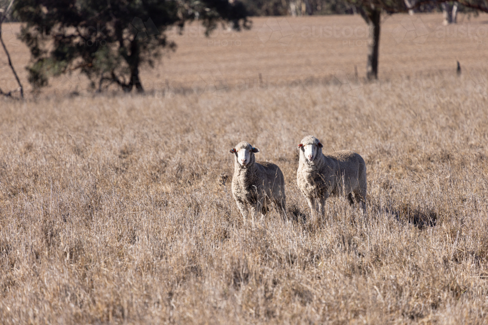 sheep: merino ewes standing in a dry pasture paddock in autumn drought conditions - Australian Stock Image