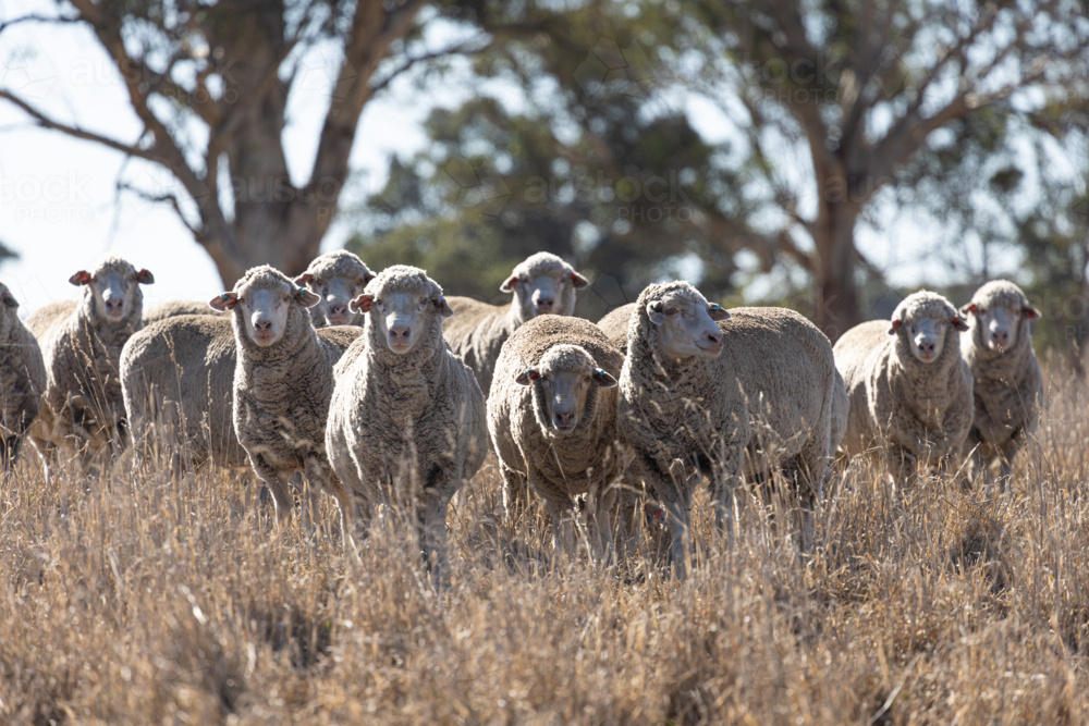 sheep: merino ewes standing in a dry pasture paddock in autumn drought conditions - Australian Stock Image