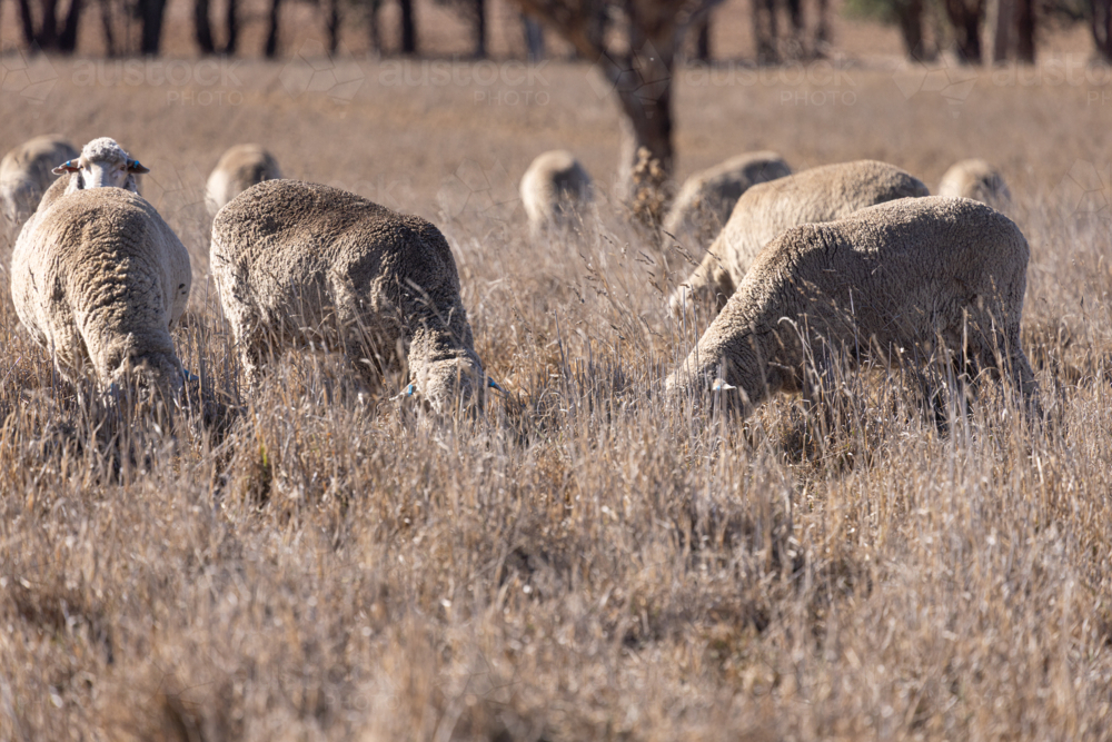 sheep: merino ewes standing in a dry pasture paddock in autumn drought conditions - Australian Stock Image