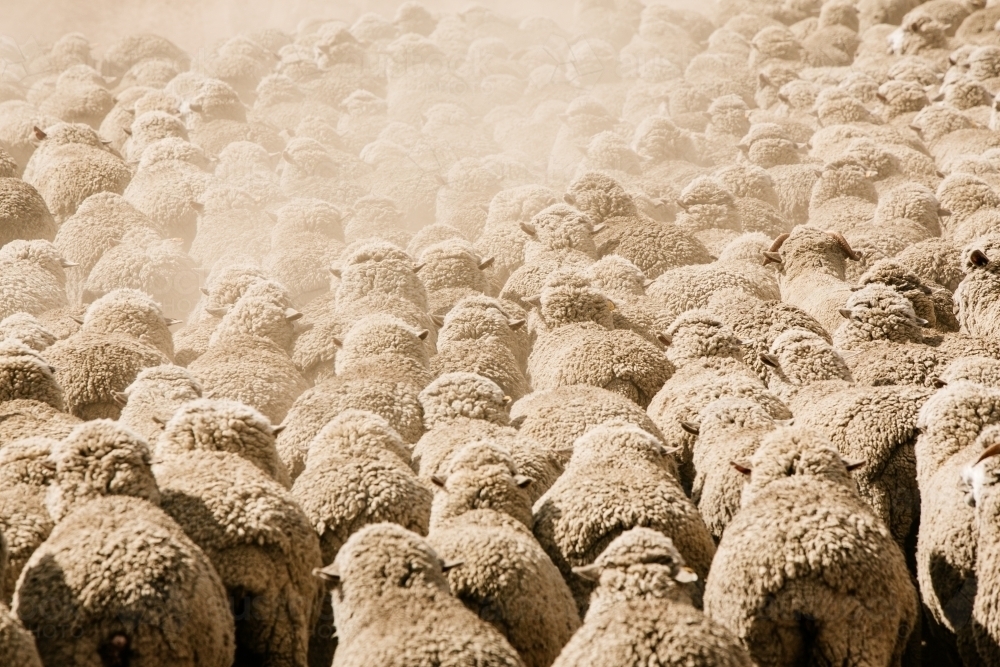 Sheep muster - Australian Stock Image