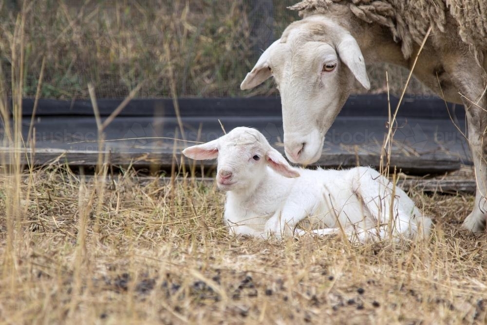 Sheep nuzzling her newborn lamb lying on the ground - Australian Stock Image