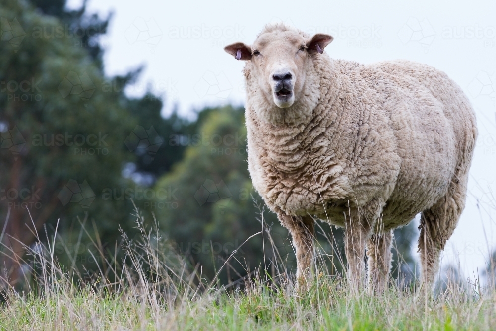 Image of Sheep on a farm Austockphoto