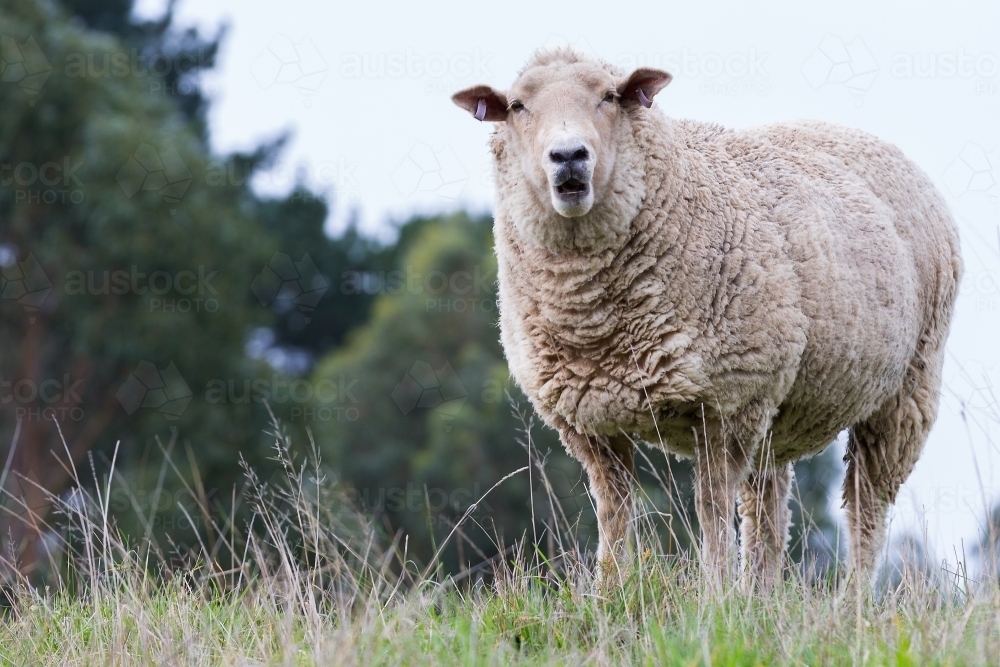 Sheep on a farm - Australian Stock Image