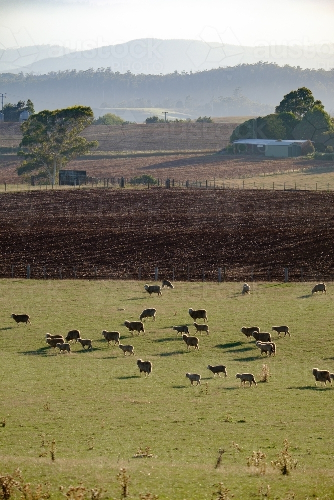 Sheep on a Farm in Tasmania - Australian Stock Image