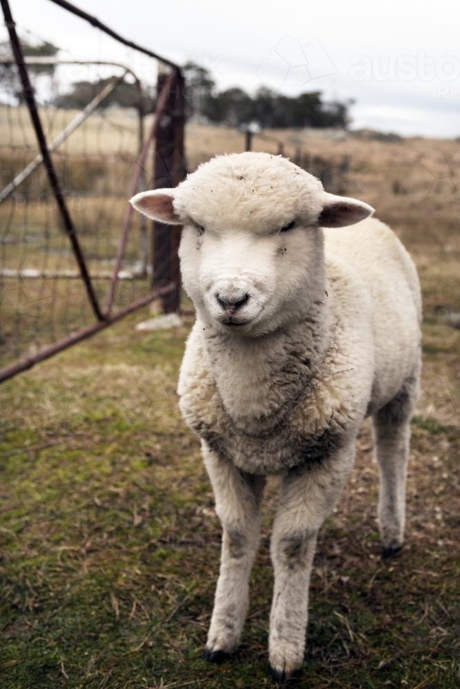 Sheep on farm looking at camera - Australian Stock Image