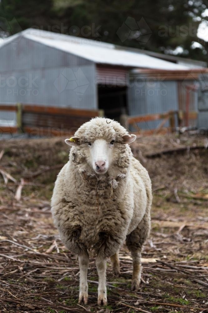 Sheep on farm looking at camera - Australian Stock Image