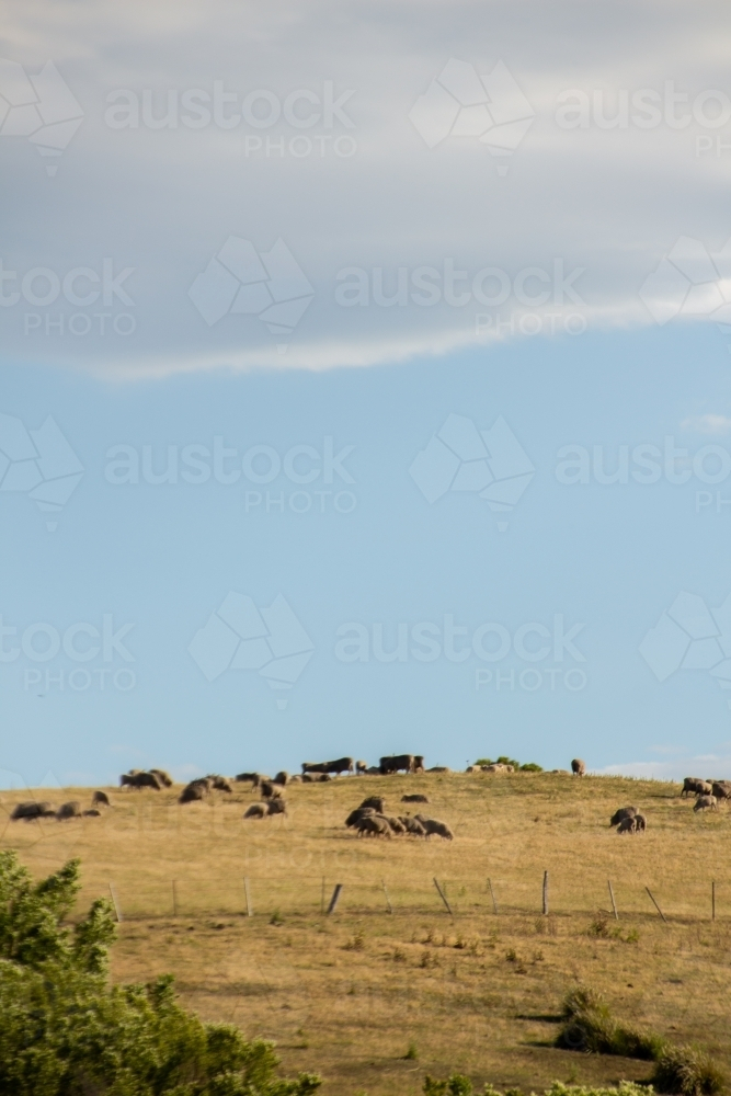 Sheep on hillside on a sunny day - Australian Stock Image