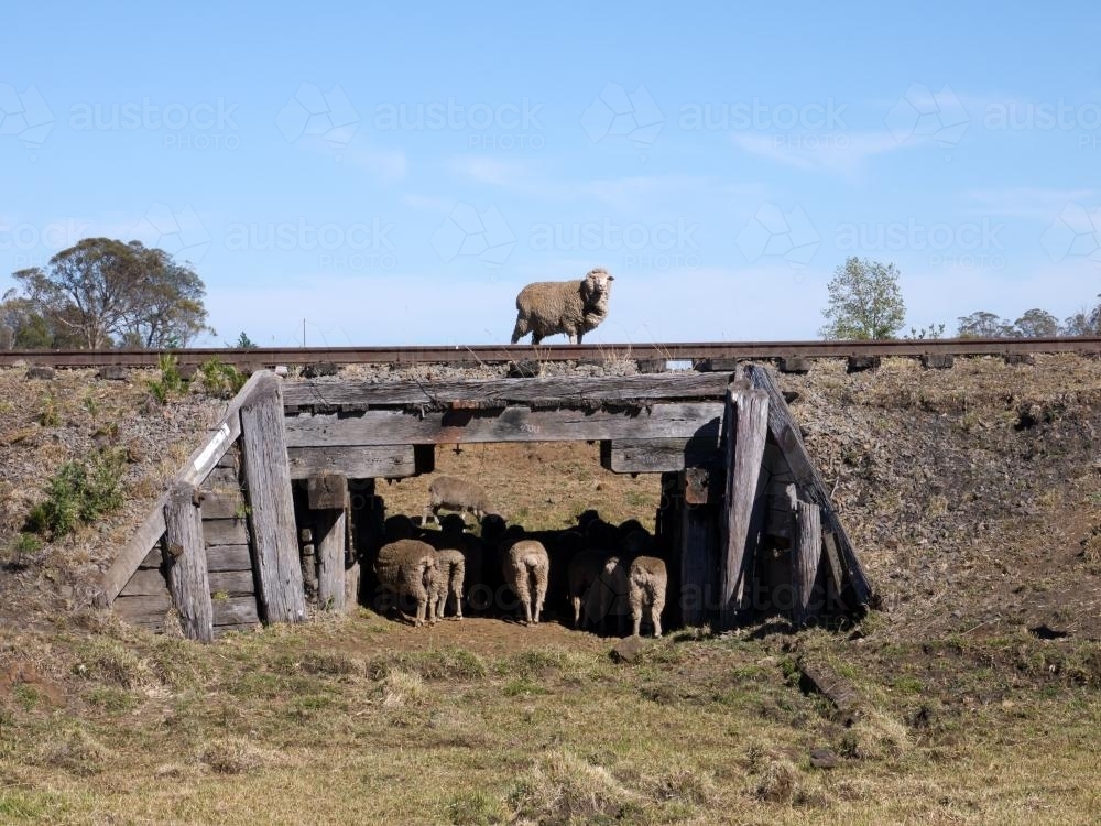 Sheep on top of and underneath and old railway bridge - Australian Stock Image