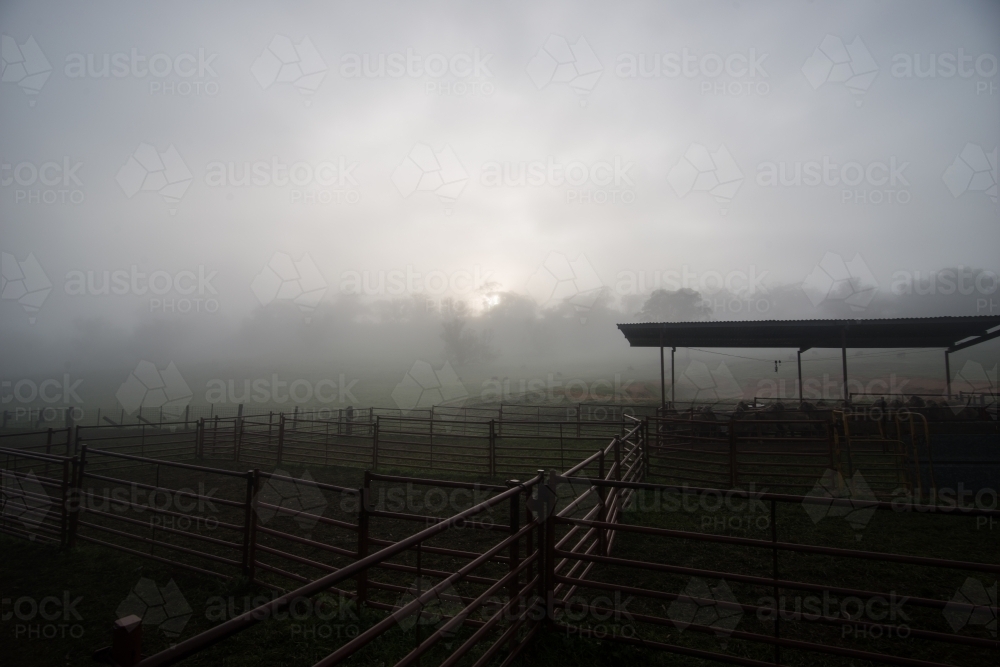 Sheep paddocks covered in fog - Australian Stock Image