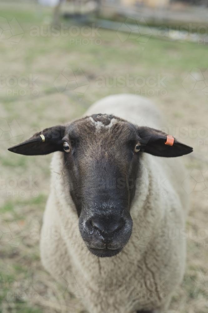 Sheep Portrait - Australian Stock Image