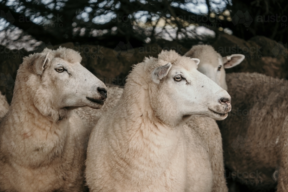 Sheep profiles. - Australian Stock Image
