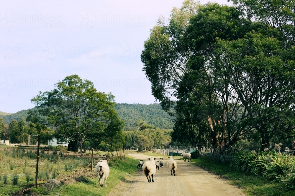 Sheep running down a road - Australian Stock Image