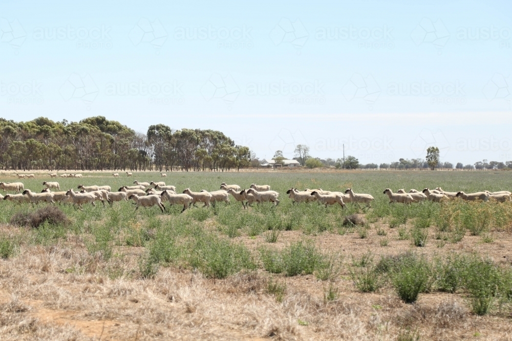 Sheep running in paddock. Dry summer drought conditions. - Australian Stock Image