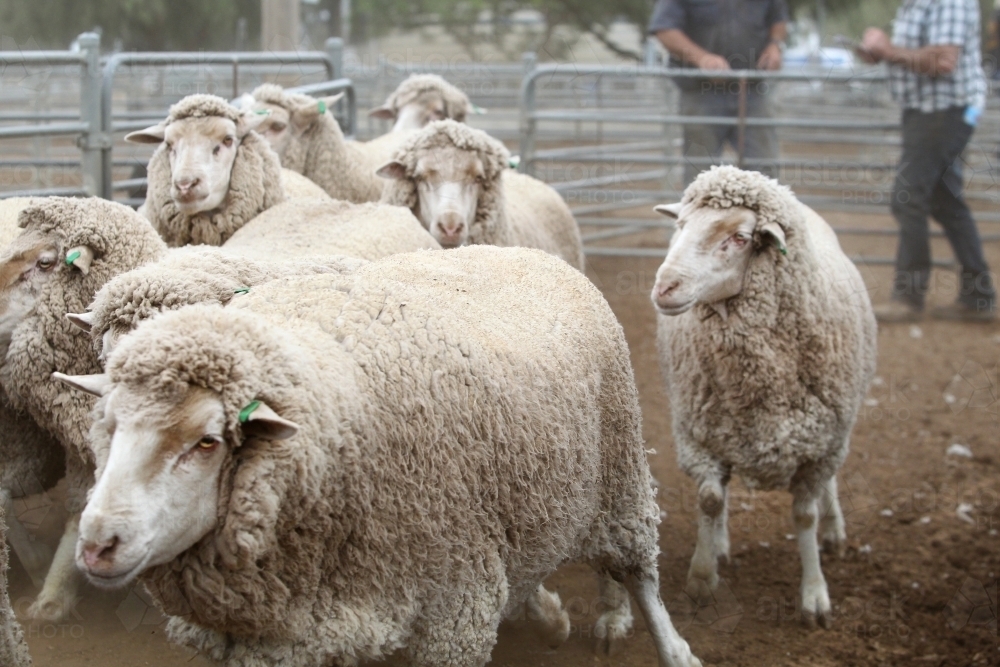 Sheep running in yards - Australian Stock Image