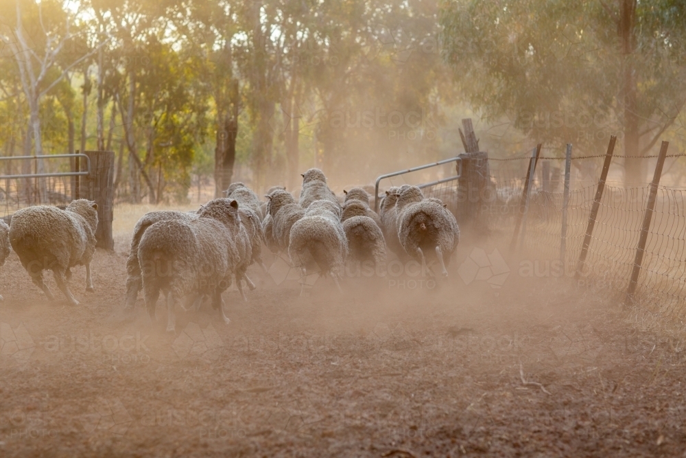 Sheep running through a gate with dust - Australian Stock Image