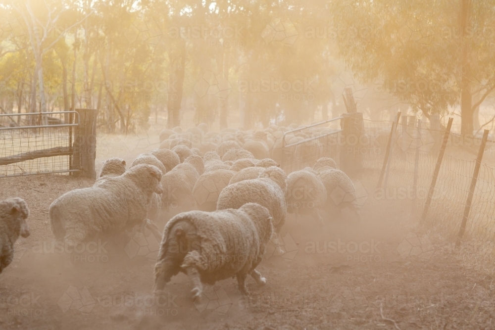 Sheep running through a gate with dust - Australian Stock Image