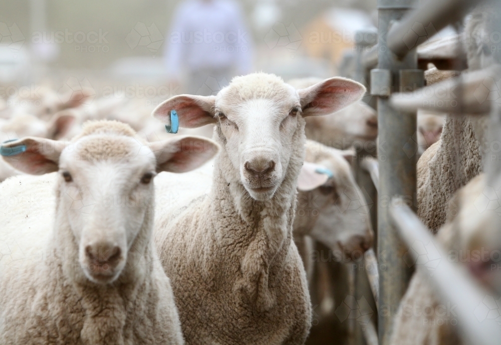 Sheep sale - Australian Stock Image