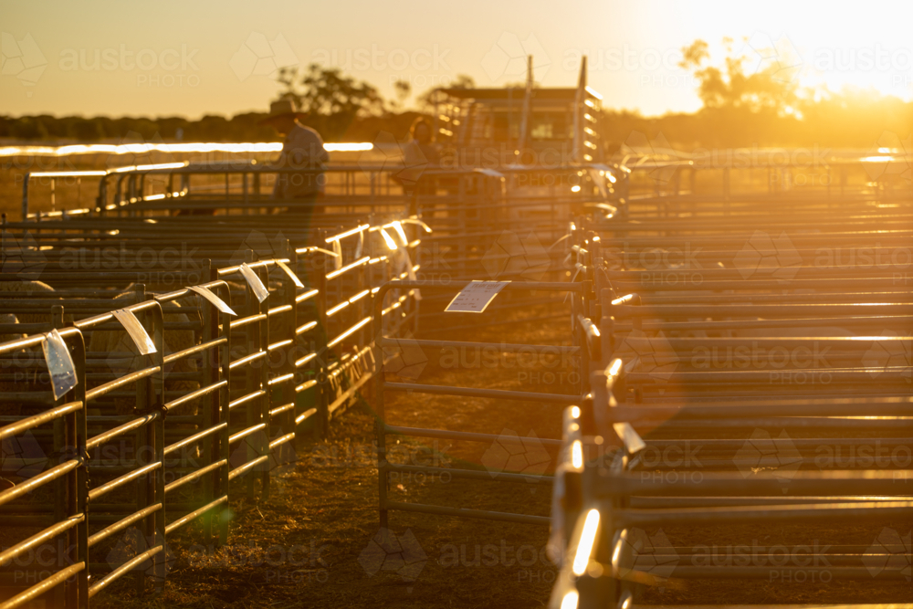 Sheep show pens at the end of day as people load their sheep - Australian Stock Image