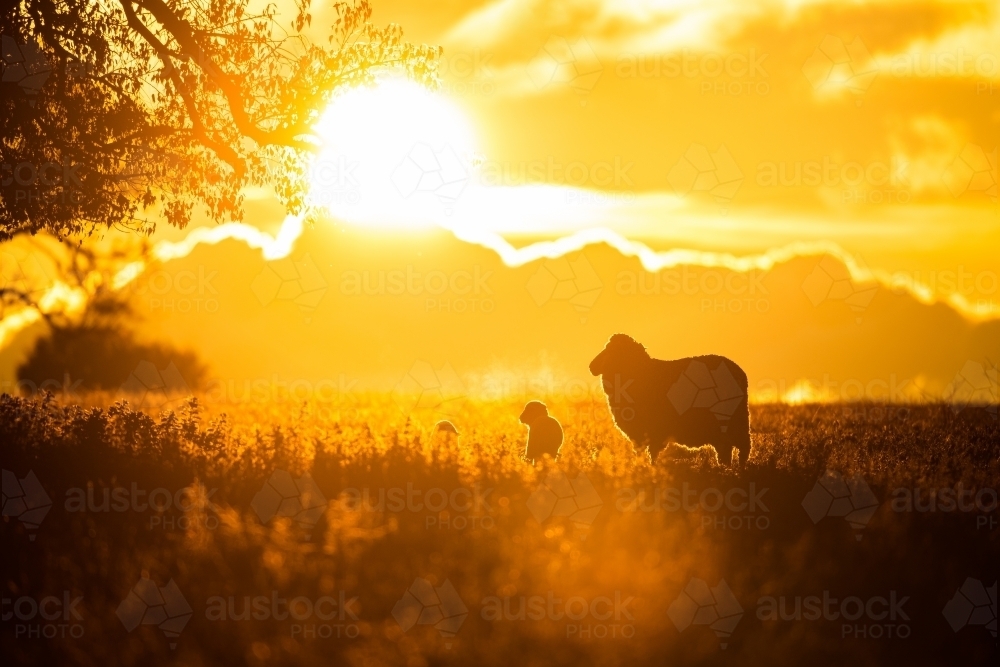 Sheep silhouettes at sunset in winter - Australian Stock Image