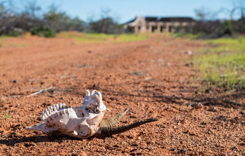 Sheep skull lying on dirt red road with old style building in background - Australian Stock Image