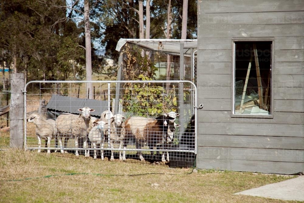 Sheep standing at the gate near a shed waiting to be fed - Australian Stock Image
