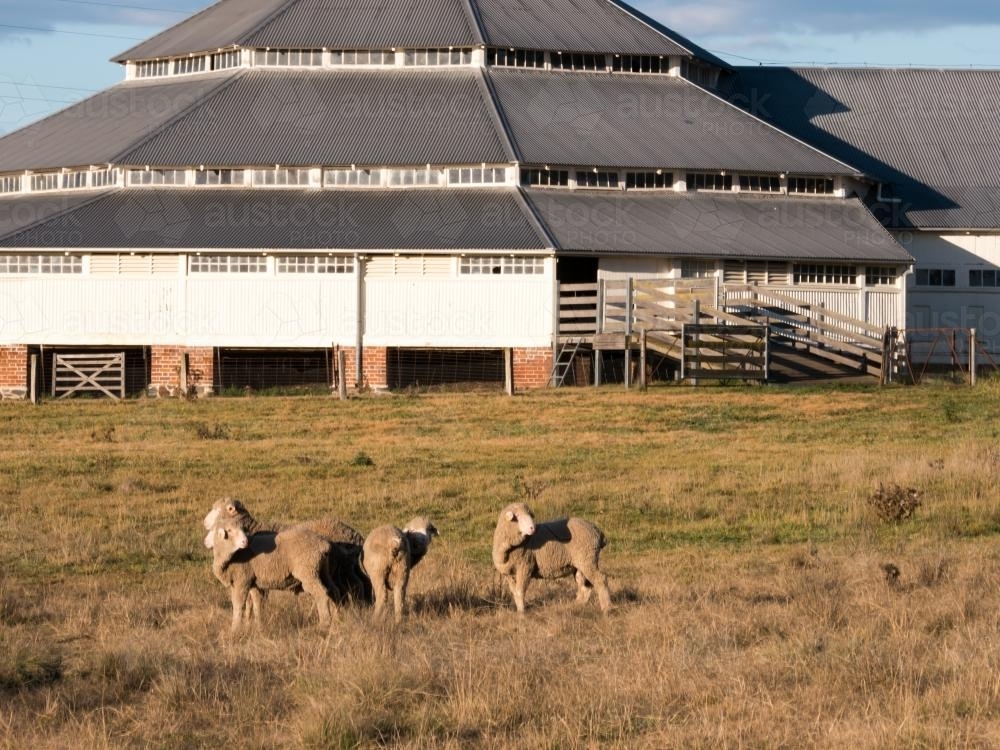 Sheep standing in front of the Deeargee Shearing Shed - Australian Stock Image