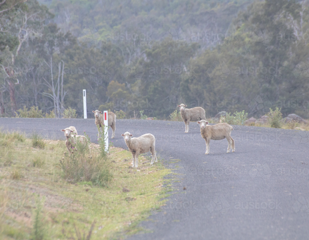 Sheep standing on a country road - Australian Stock Image