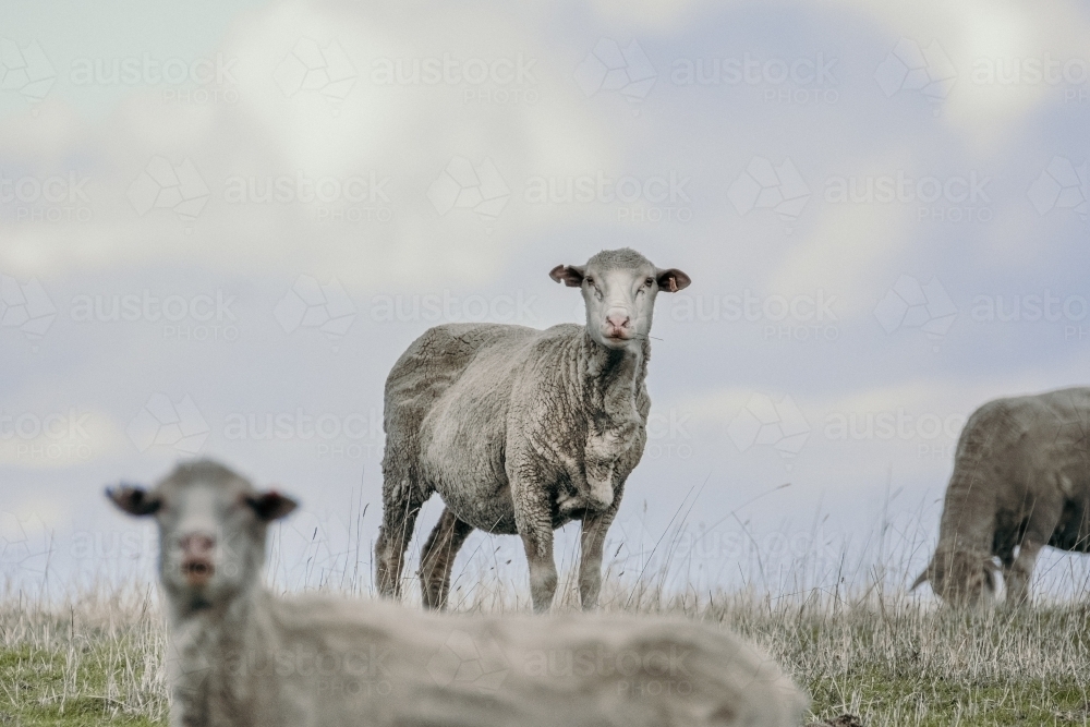 Sheep standing on a hill against a stormy sky - Australian Stock Image