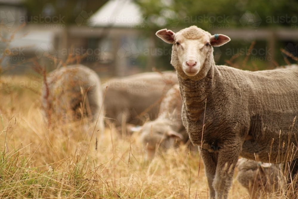 Sheep standing on dry grass field - Australian Stock Image