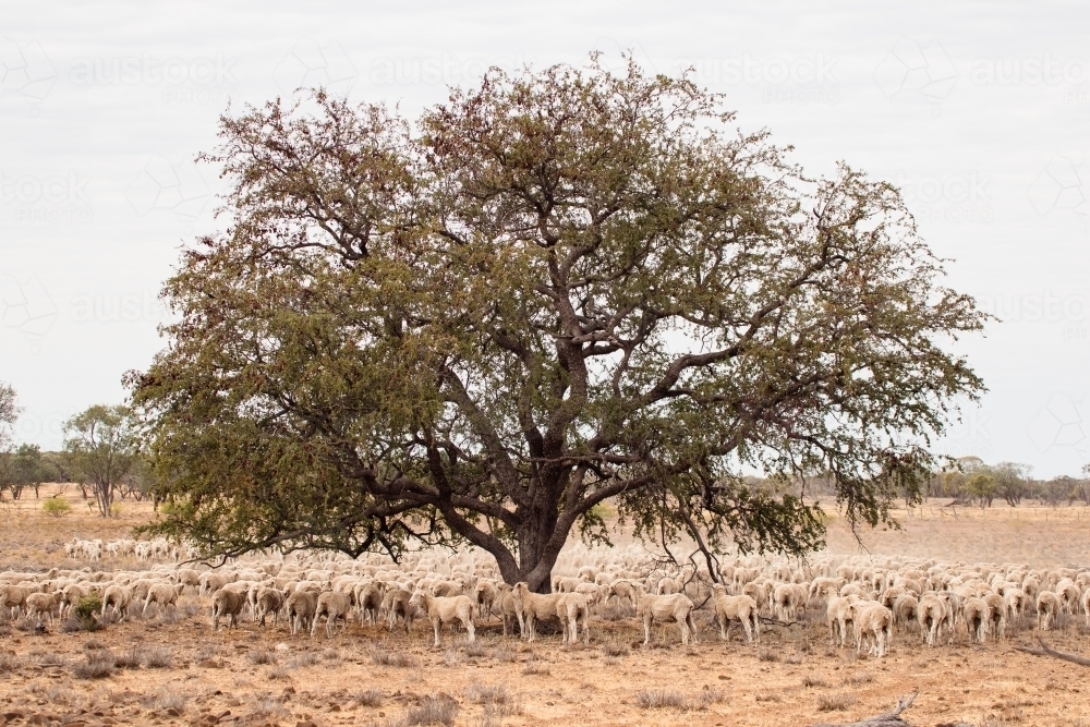 Sheep standing under a large tree - Australian Stock Image