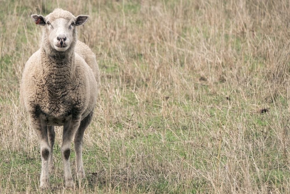Sheep stands alone in the paddock. - Australian Stock Image