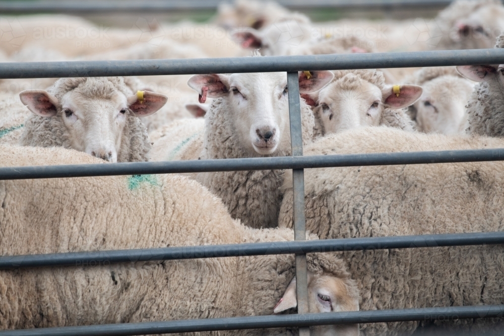 Image of Sheep together in a pen waiting to be shorn. Austockphoto