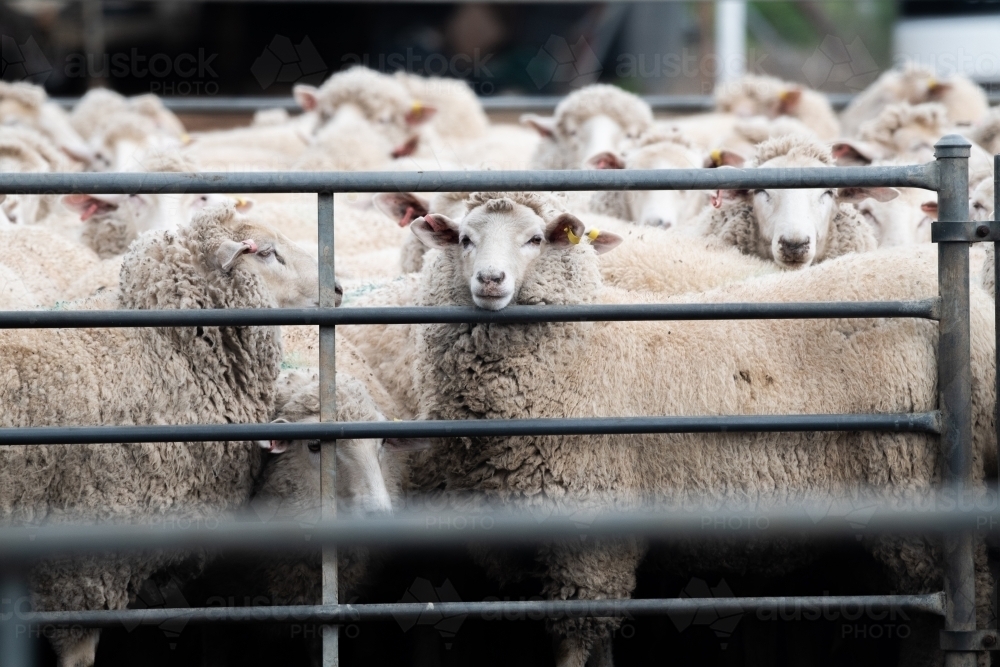 Image of Sheep together in a pen waiting to be shorn. Austockphoto