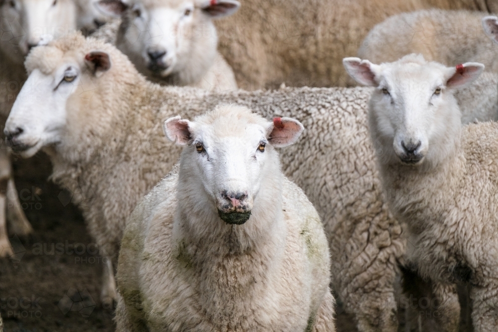 Sheep waiting in yards at shearing time - Australian Stock Image