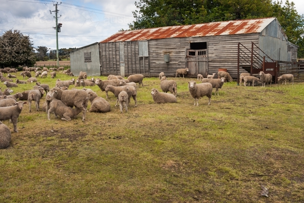 Sheep waiting outside a Shearing Shed - Australian Stock Image