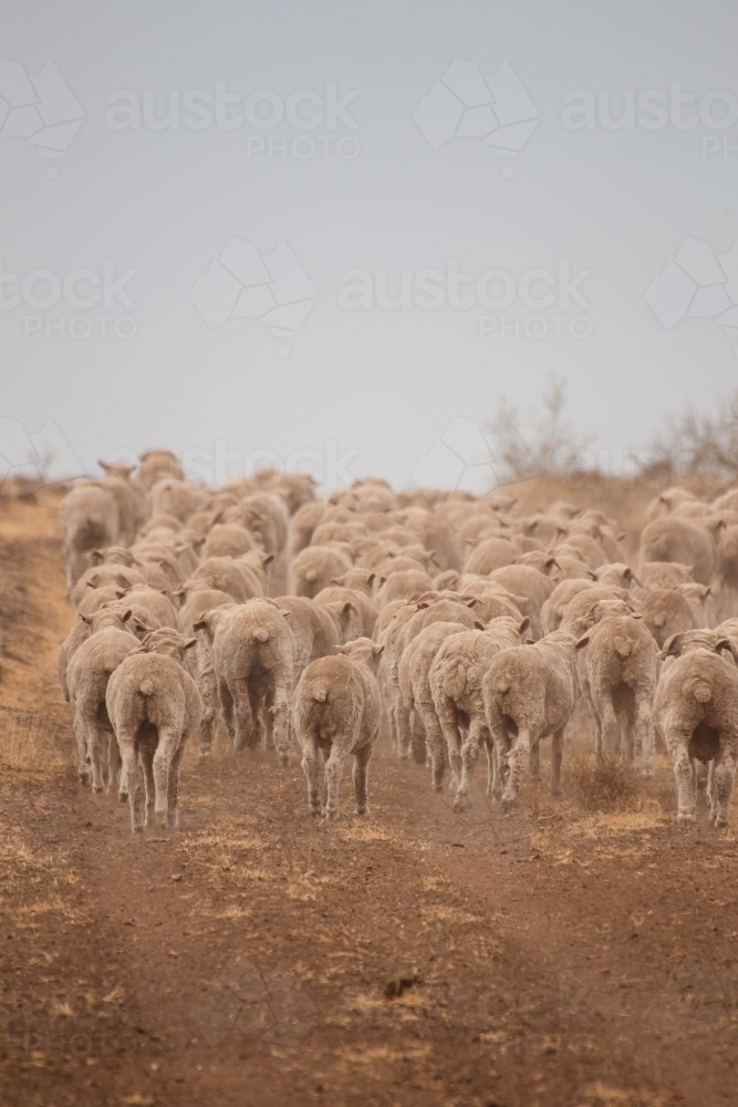 Sheep walking away - Australian Stock Image