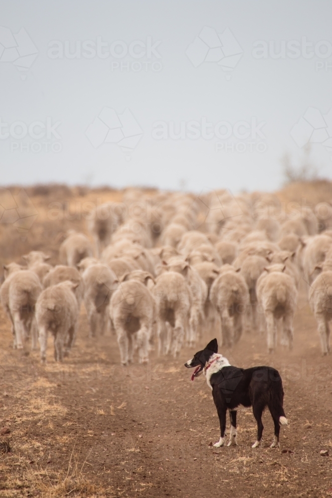 Sheep walking away with dog - Australian Stock Image
