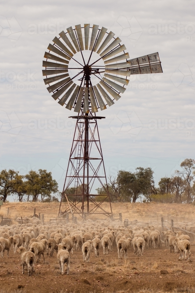Sheep walking towards windmill - Australian Stock Image