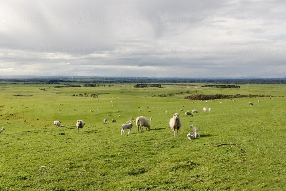 Sheep with lambs in a field on a farm with rolling hills and renewable energy wind turbines - Australian Stock Image