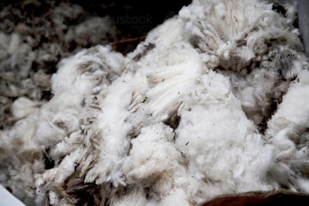 Sheep wool in a barrel - Australian Stock Image