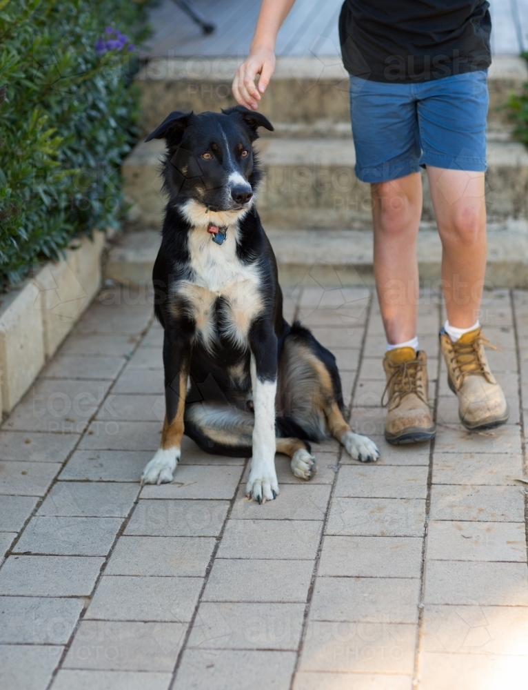 Sheepdawgs boots on sale
