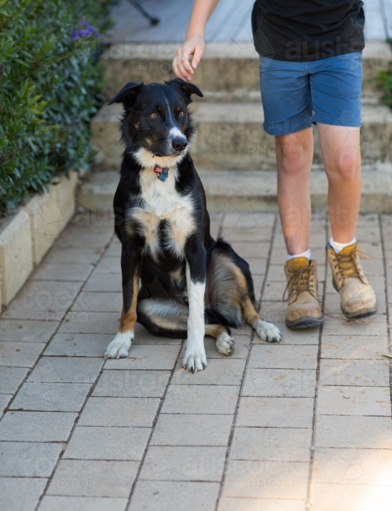 Sheepdog with kid in work boots - Australian Stock Image