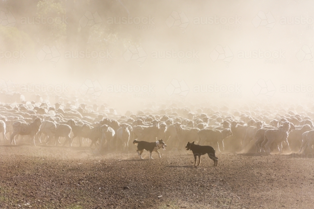 Sheepdogs mustering merino sheep - Australian Stock Image