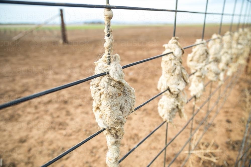 Sheeps wool hanging on a fence - Australian Stock Image