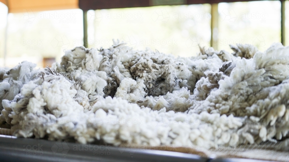 Sheeps wool spread out on table - Australian Stock Image