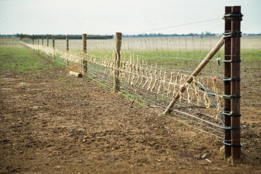 Sheeps wool stuck along a fenceline - Australian Stock Image