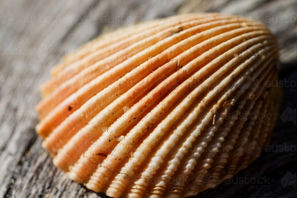 Shell on wooden log - Australian Stock Image