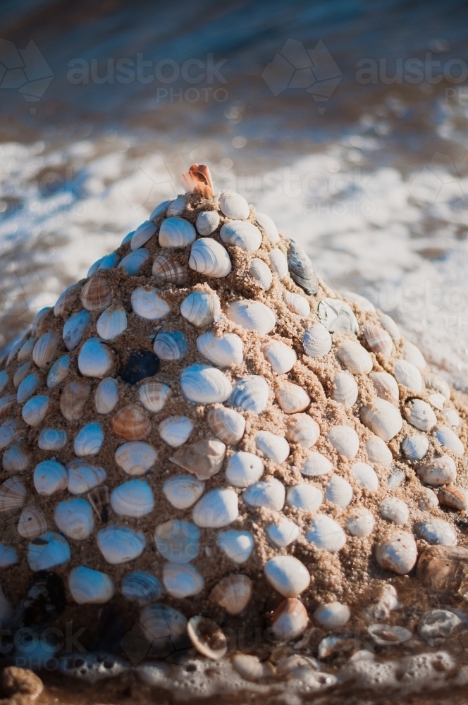 Image of Shell Sculpture, Brighton Beach, Melbourne Austockphoto